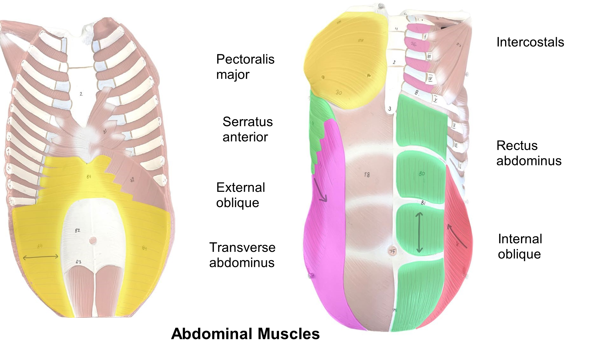 Abdominal Muscles