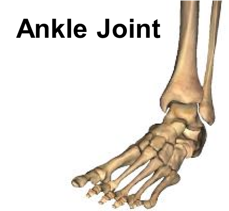 Diagram of ankle joints.