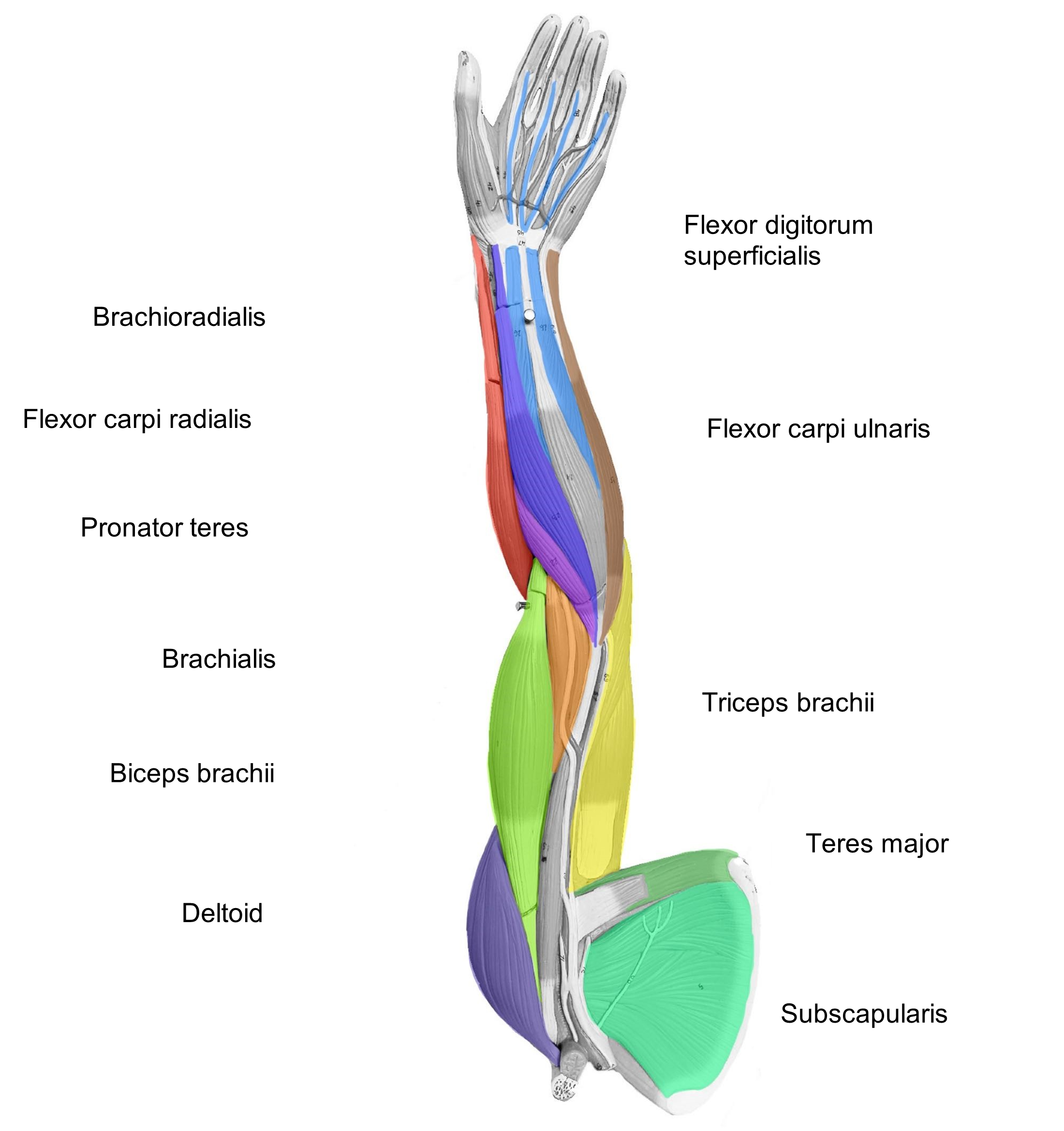 Anterior Arm Muscles to Label