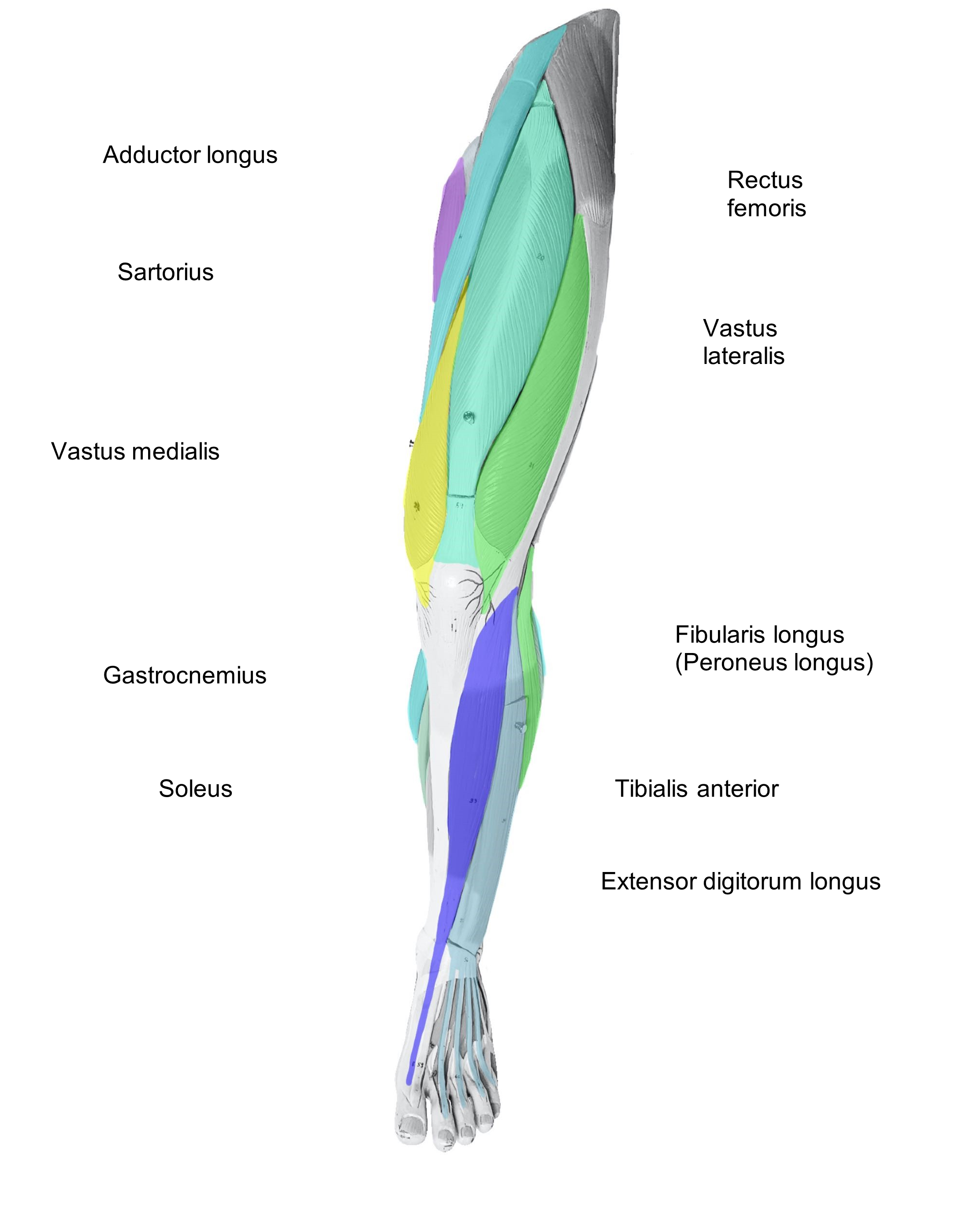 Anterior Leg Muscles to Label