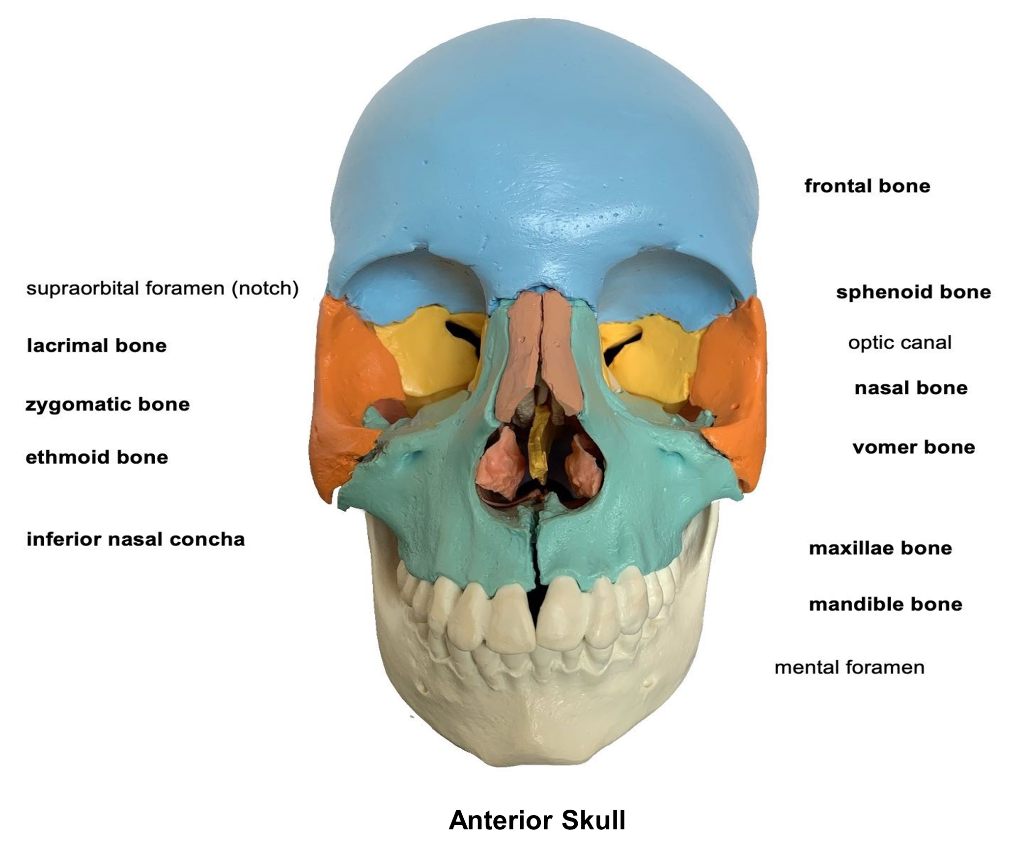 Anterior skull diagram.