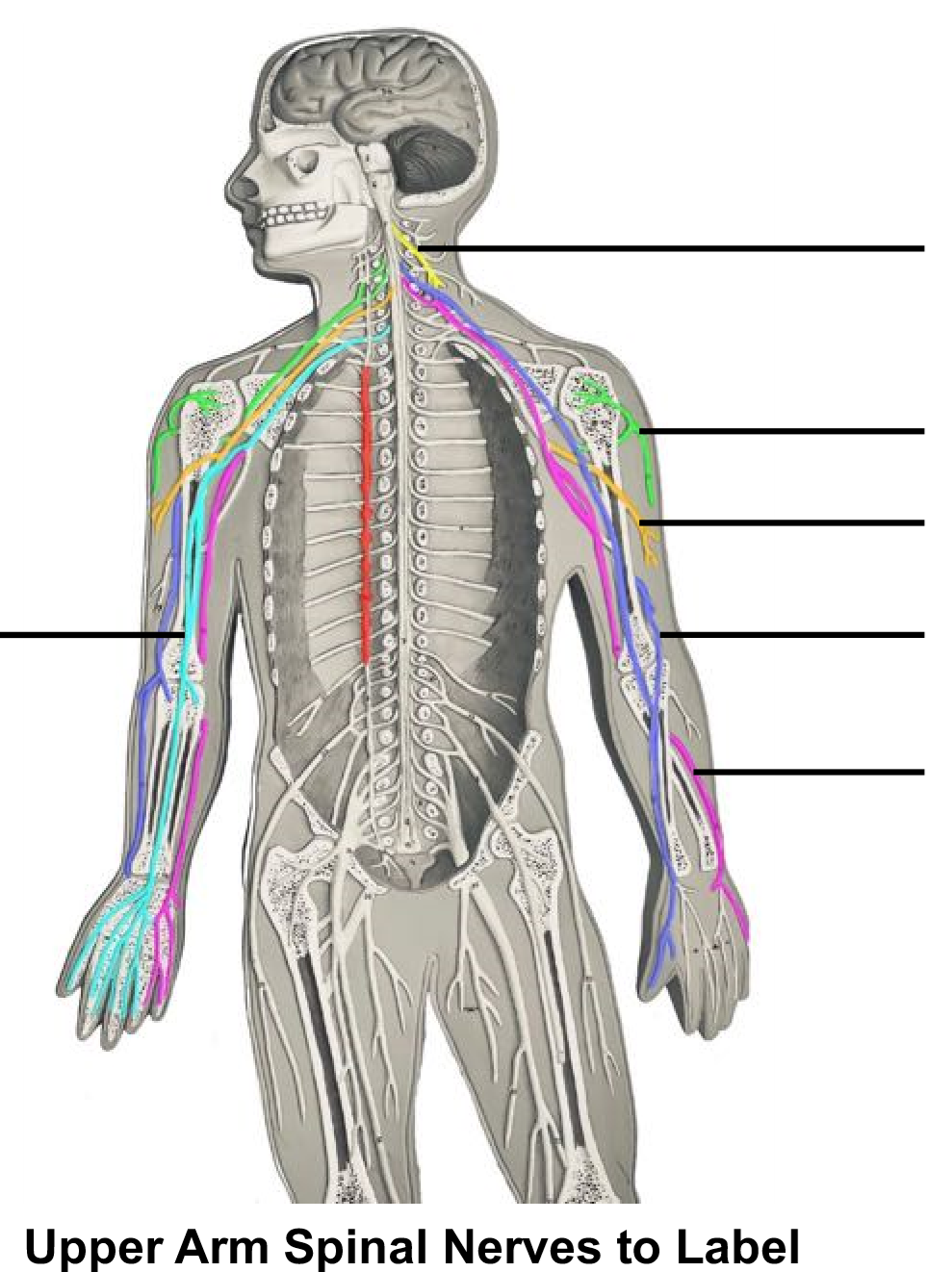 Upper Arm Spinal Nerves to Label