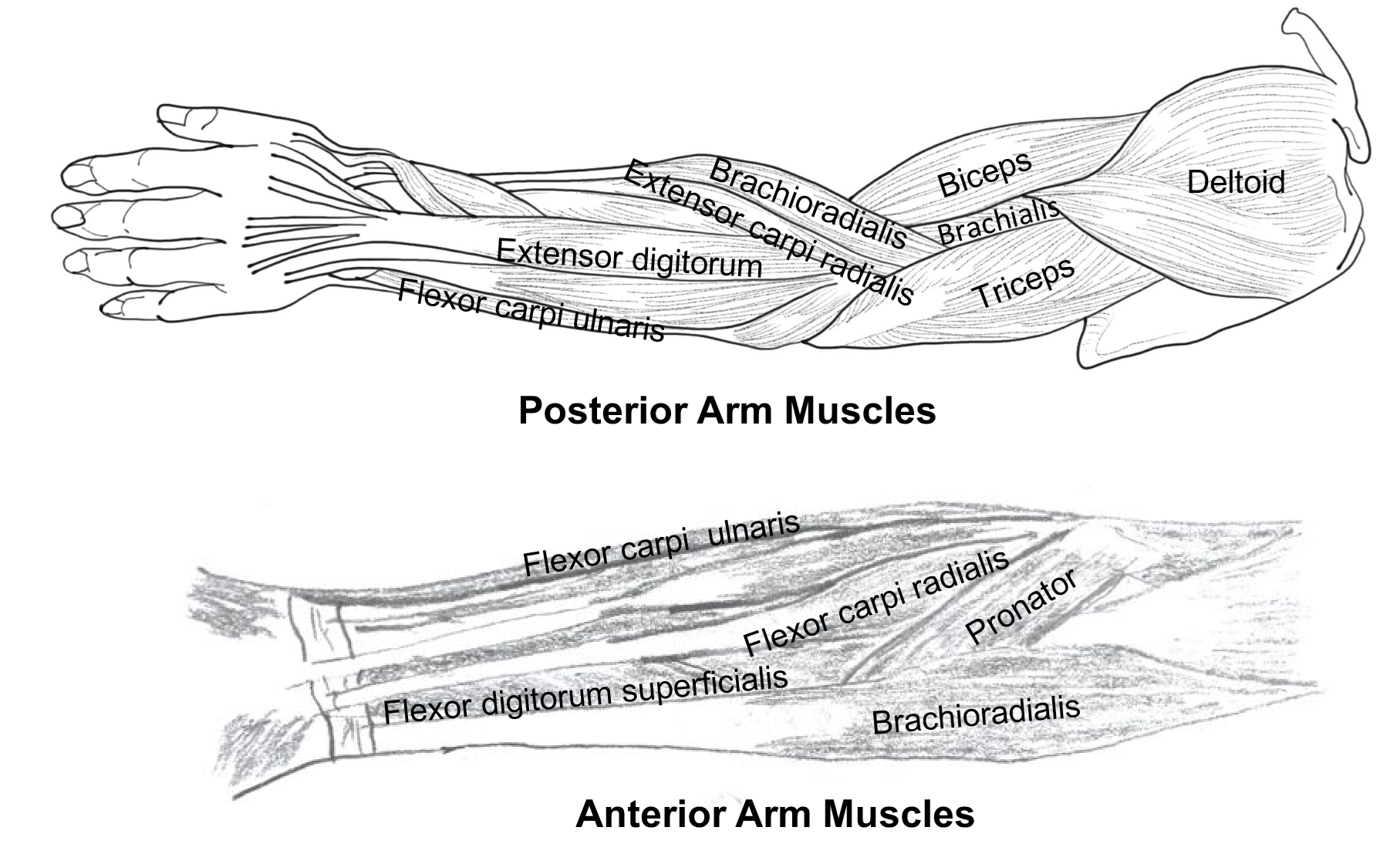 Posterior and Anterior Arm Muscles