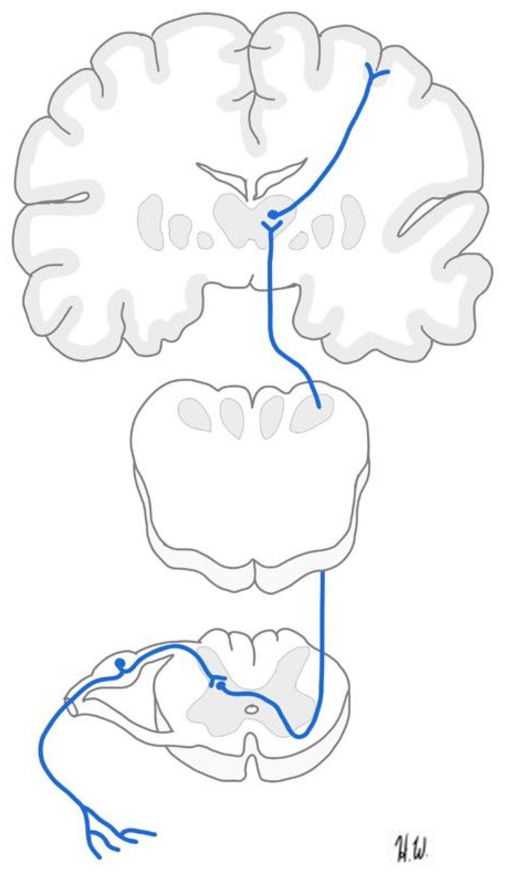 Ascending Pathway