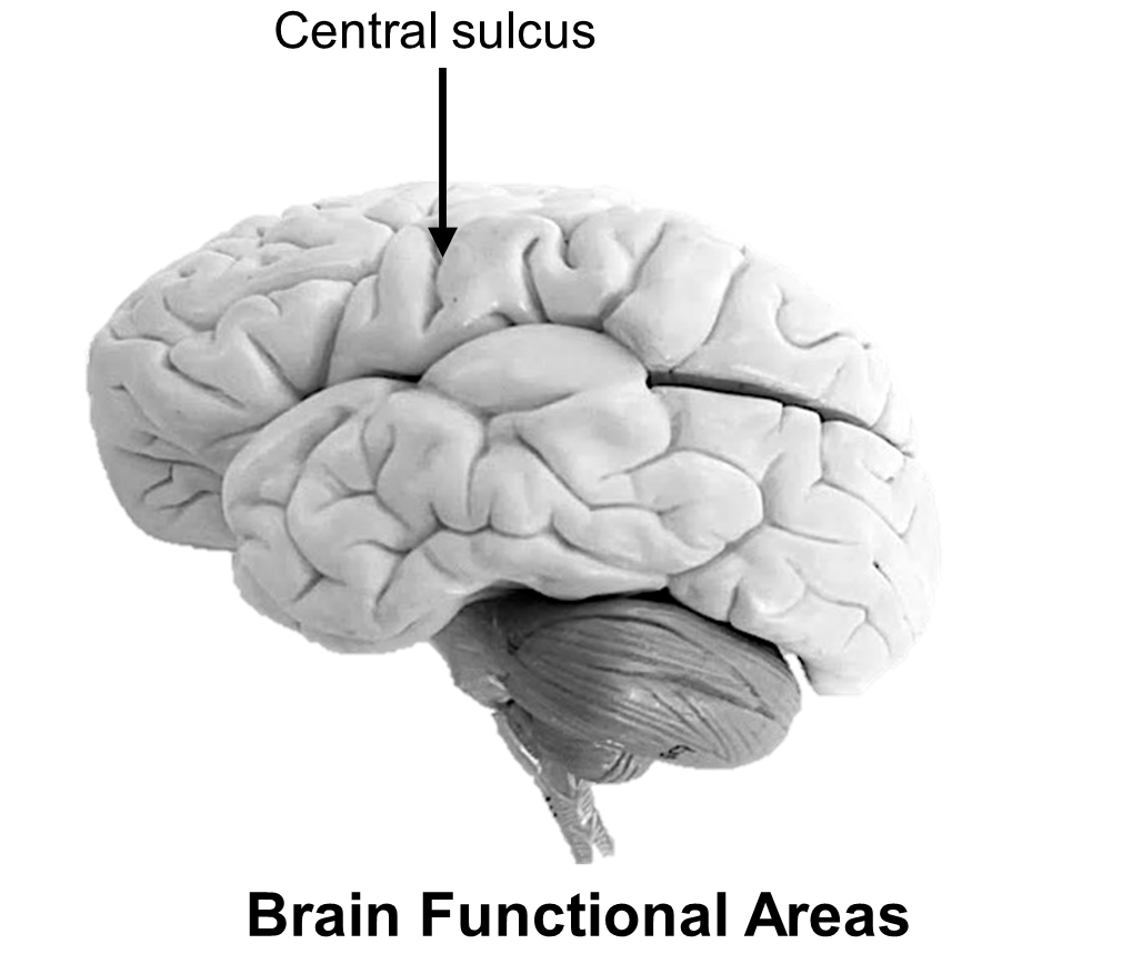 Brain Functional Areas