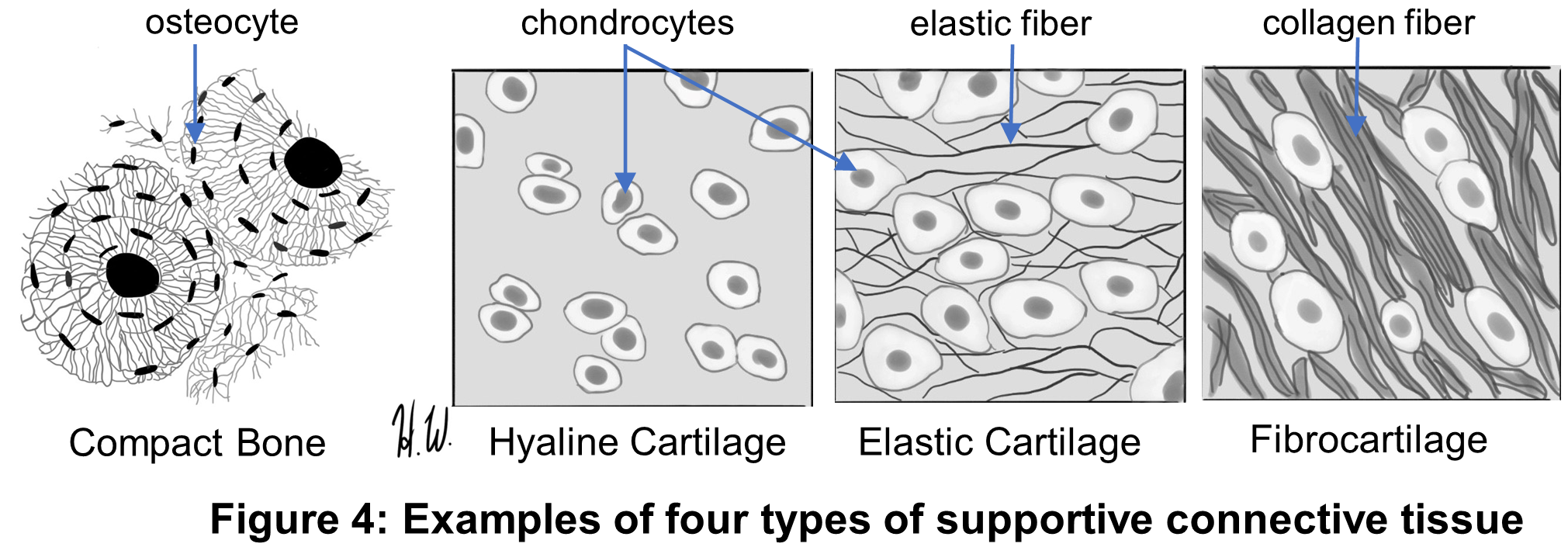 Examples of four types of supportive connective tissue.