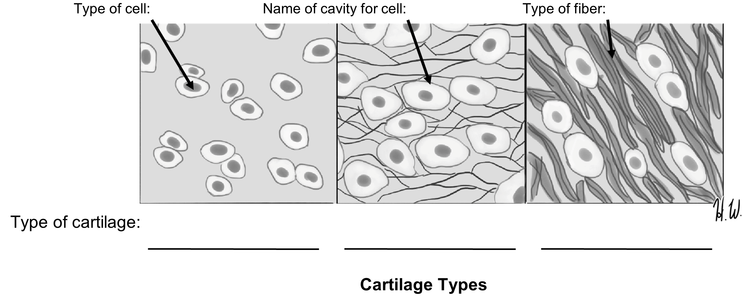 Activity with different cartilage images for labeling.