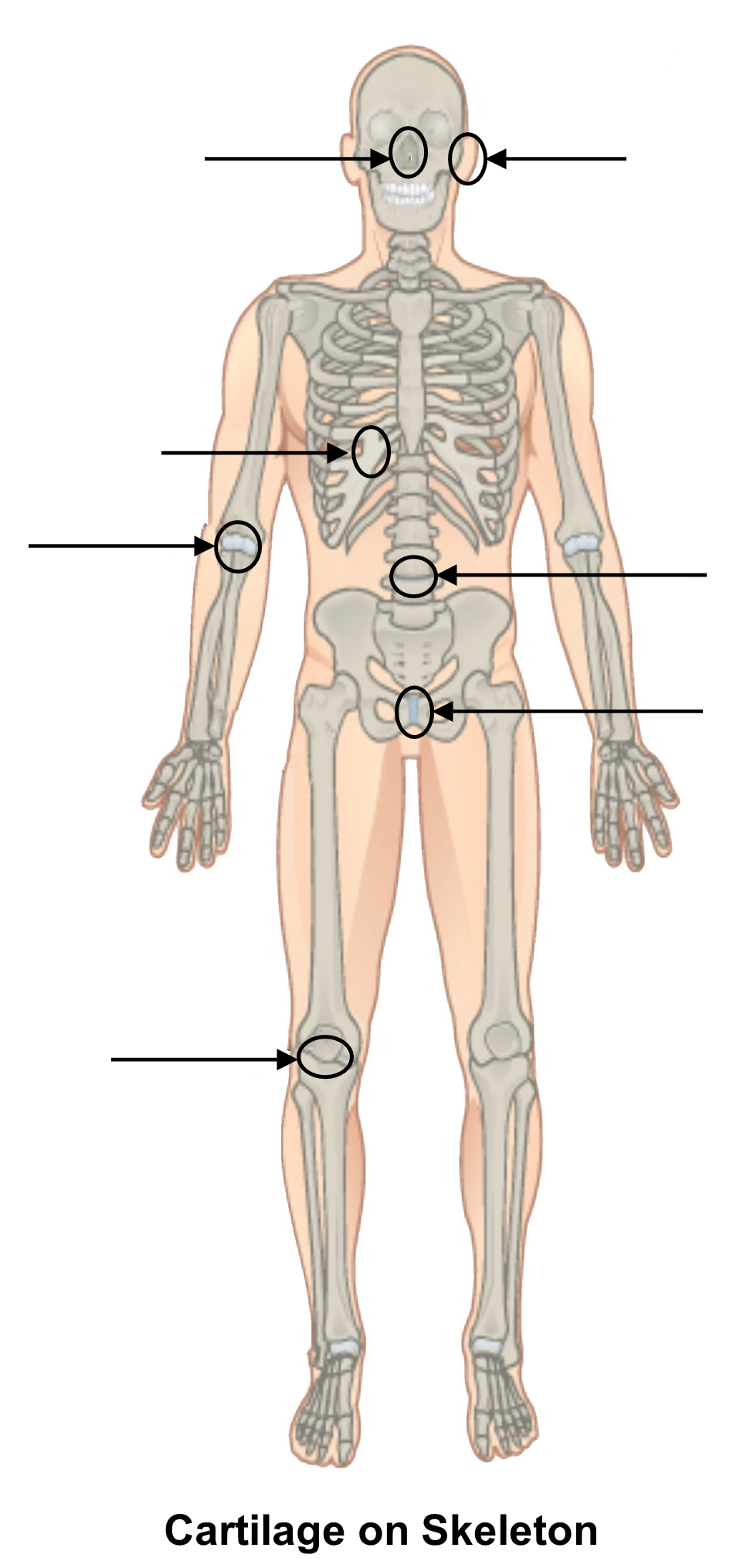 Image of skeleton to label.