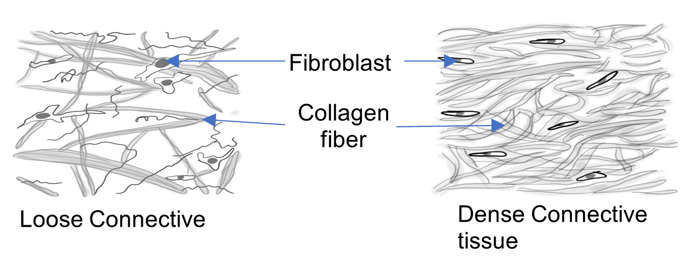 Diagram of loose and dense connective fibers.