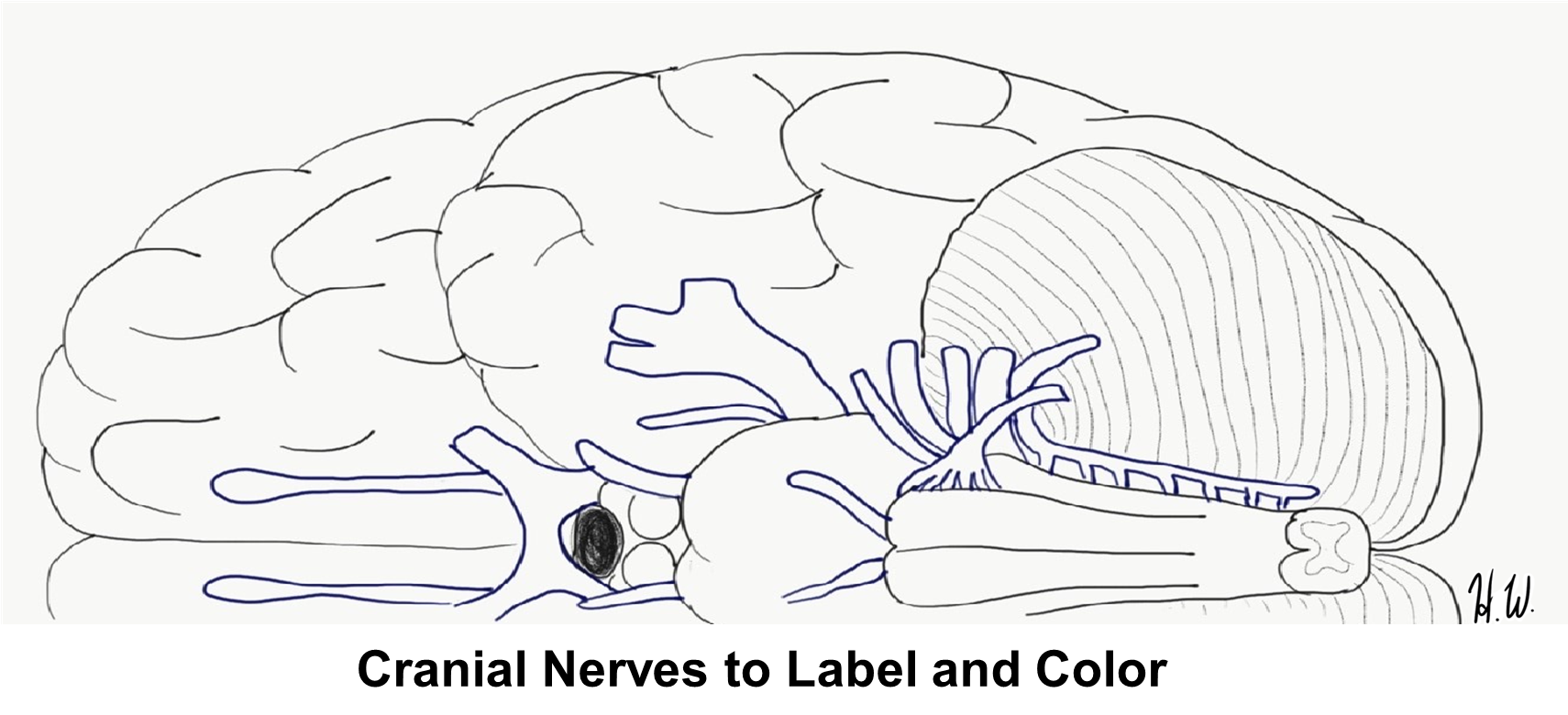 Cranial Nerves to Label and Color