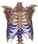 Image of Diaphragm muscle.