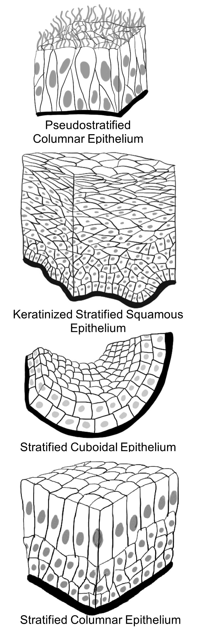 Diagrams of Pseudostratified Columnar Epithelium, Keratinized Stratified Squamous Epithelium, Stratified Cuboidal Epithelium, and Stratified Columnar Epithelium.