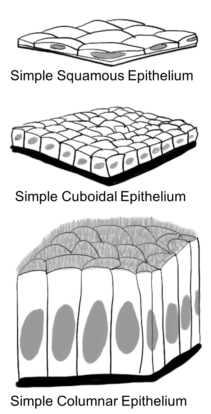 Diagrams of Simple Squamous Epithelium, Simple Cuboidal Epithelium, and Simple Columnar Epithelium.