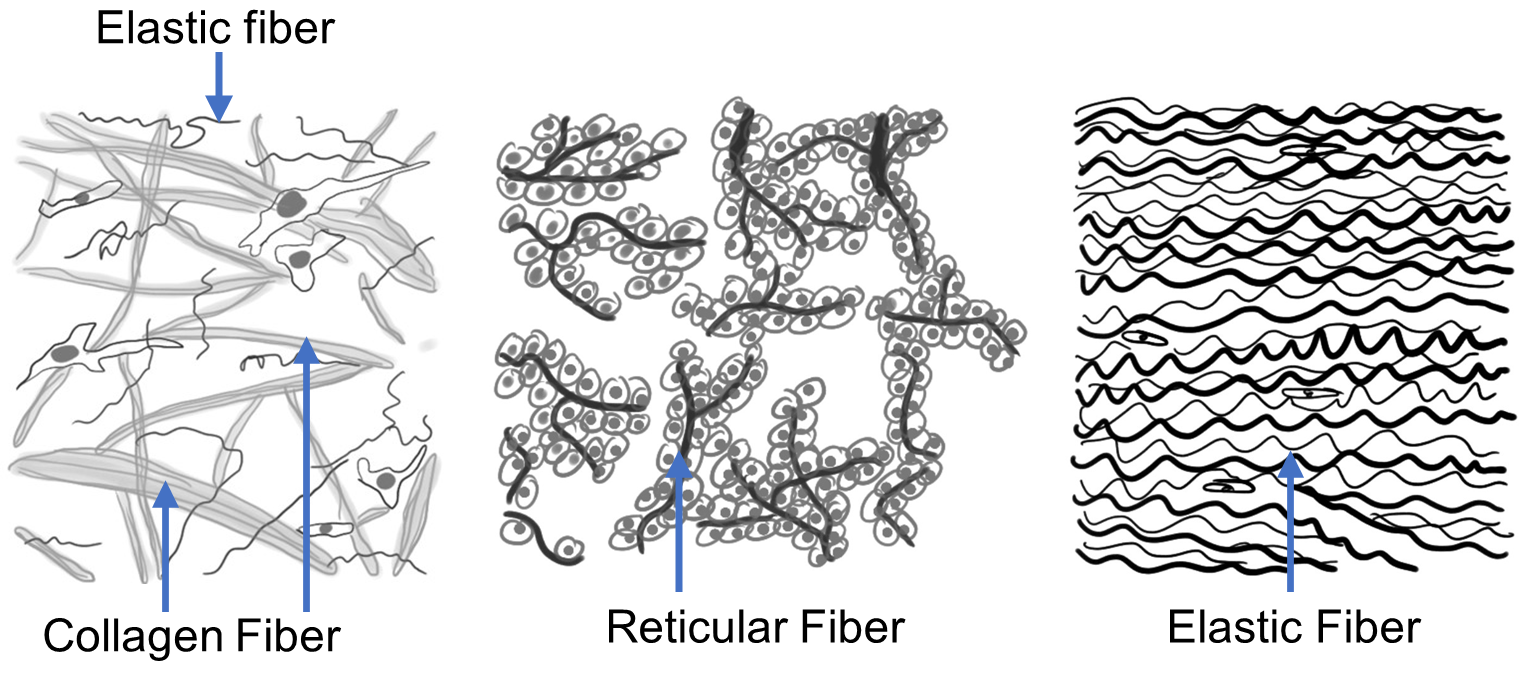 Drawing of collagen, reticular, and elastic fibers.