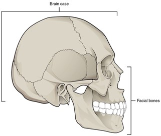 Lateral view of the skull showing the cranial and facial bones.