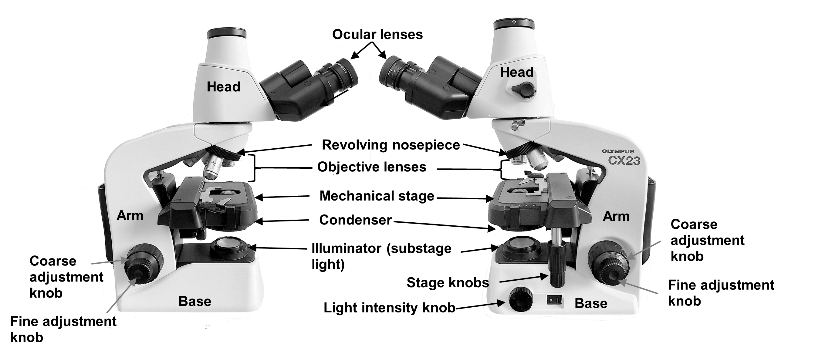 Left and right lateral views of the compound microscope.