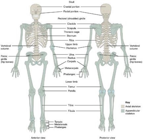 Bones of the appendicular skeleton.