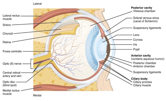 Anatomy of the eye.