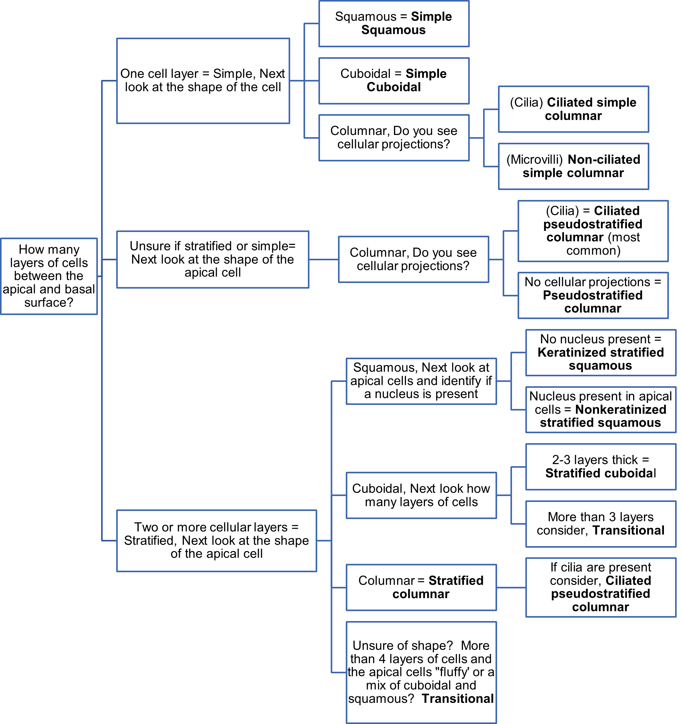 Decision tree used to identify the types of epithelial tissue.