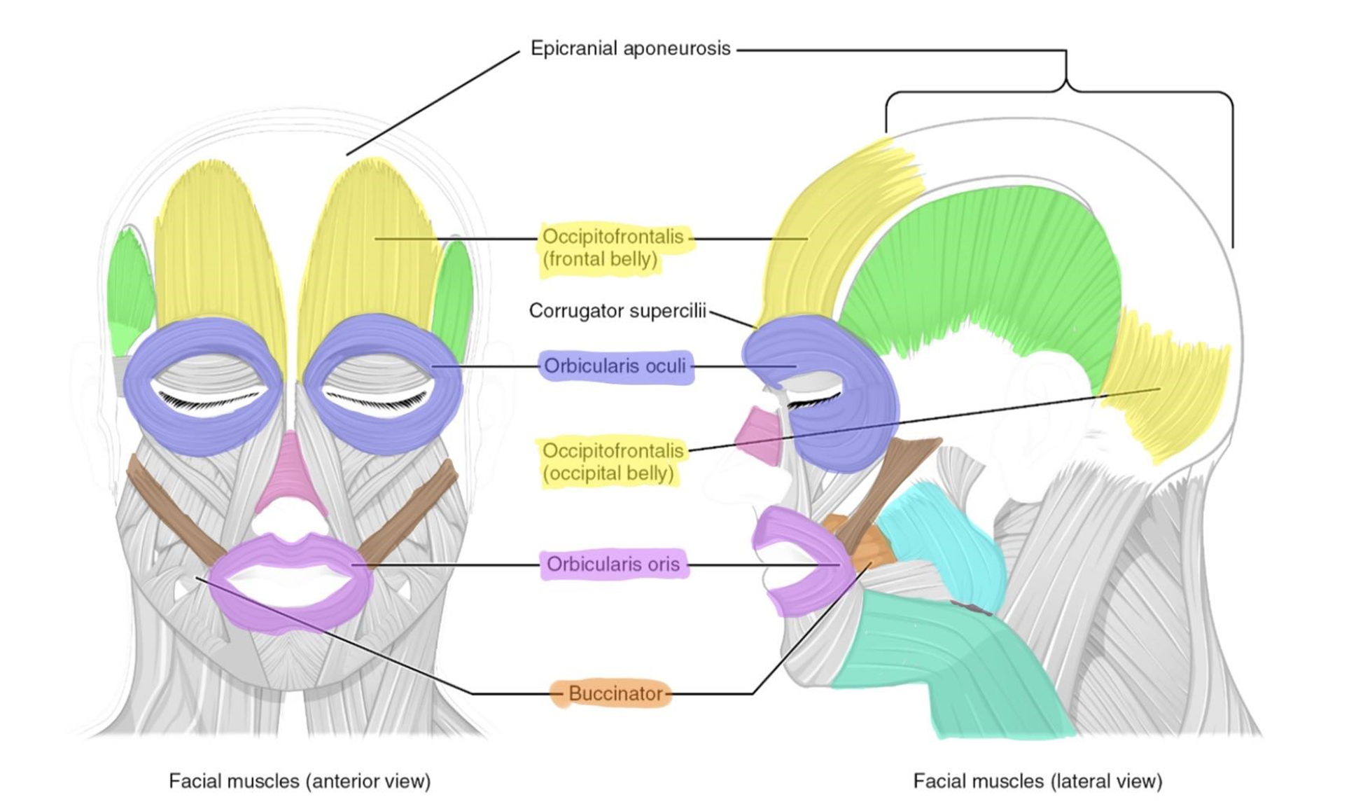 Muscles of the head and face involved in facial expression and chewing.