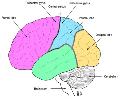 Lobes of the cerebrum (insula not shown on image as it is deep to the temporal lobe).