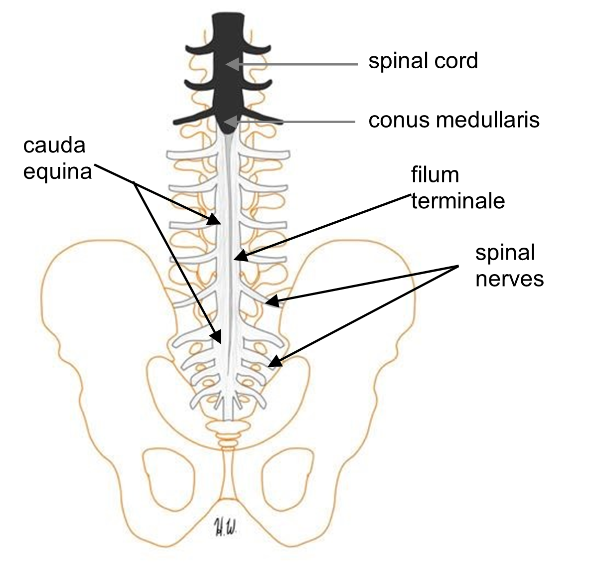 Labeled longitudinal section of the spinal cord.