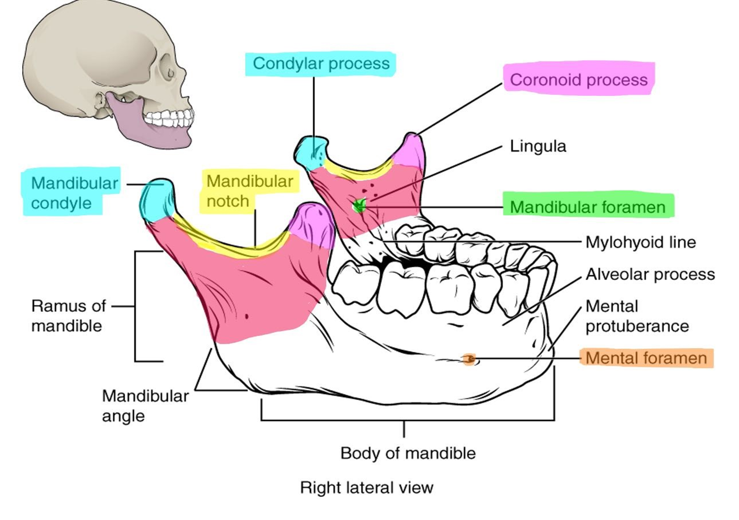 Markings of the mandible.