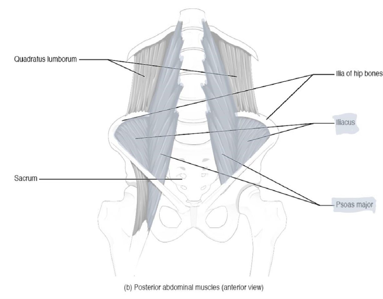 Muscles of the hip, anterior view.