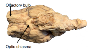 Figure 10 Ventral view of  sheep brain.