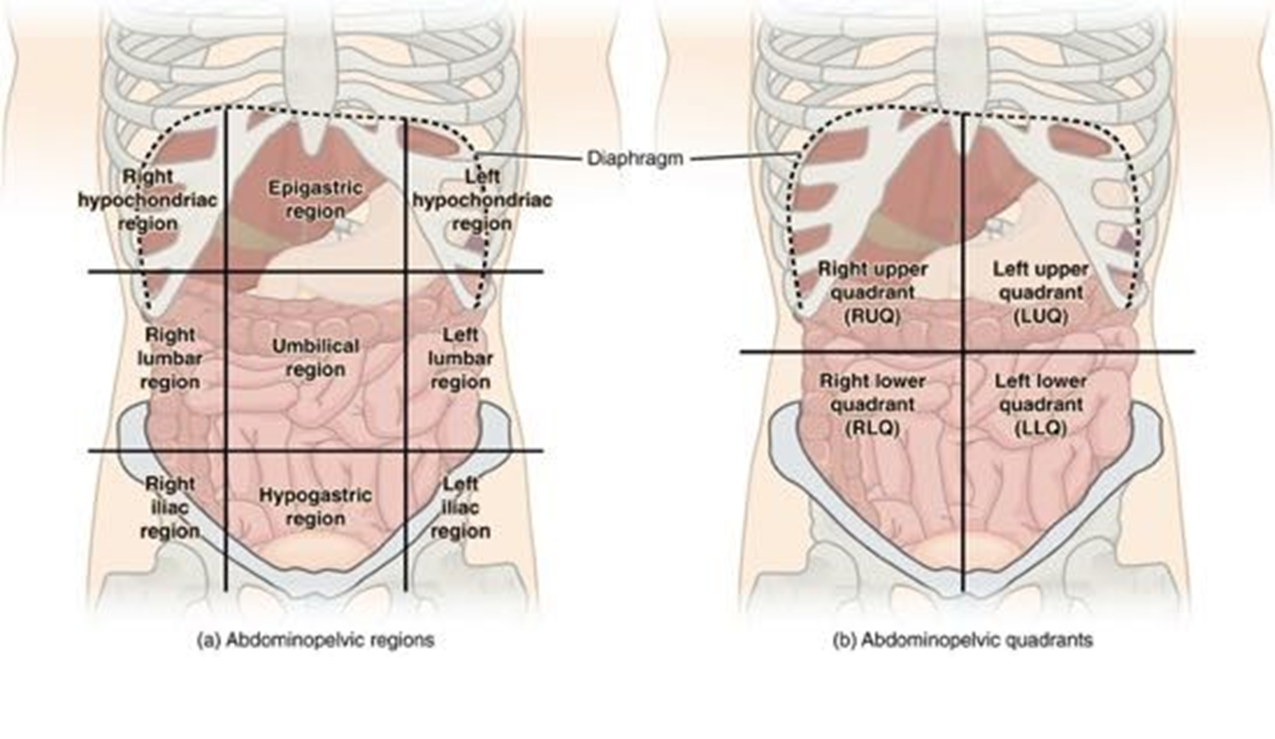 Abdominal regions divided into the 9 abdominal regions (left) and quadrants (right).