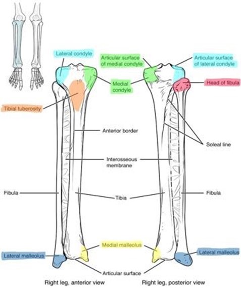 Bone markings of the tibia and fibula.