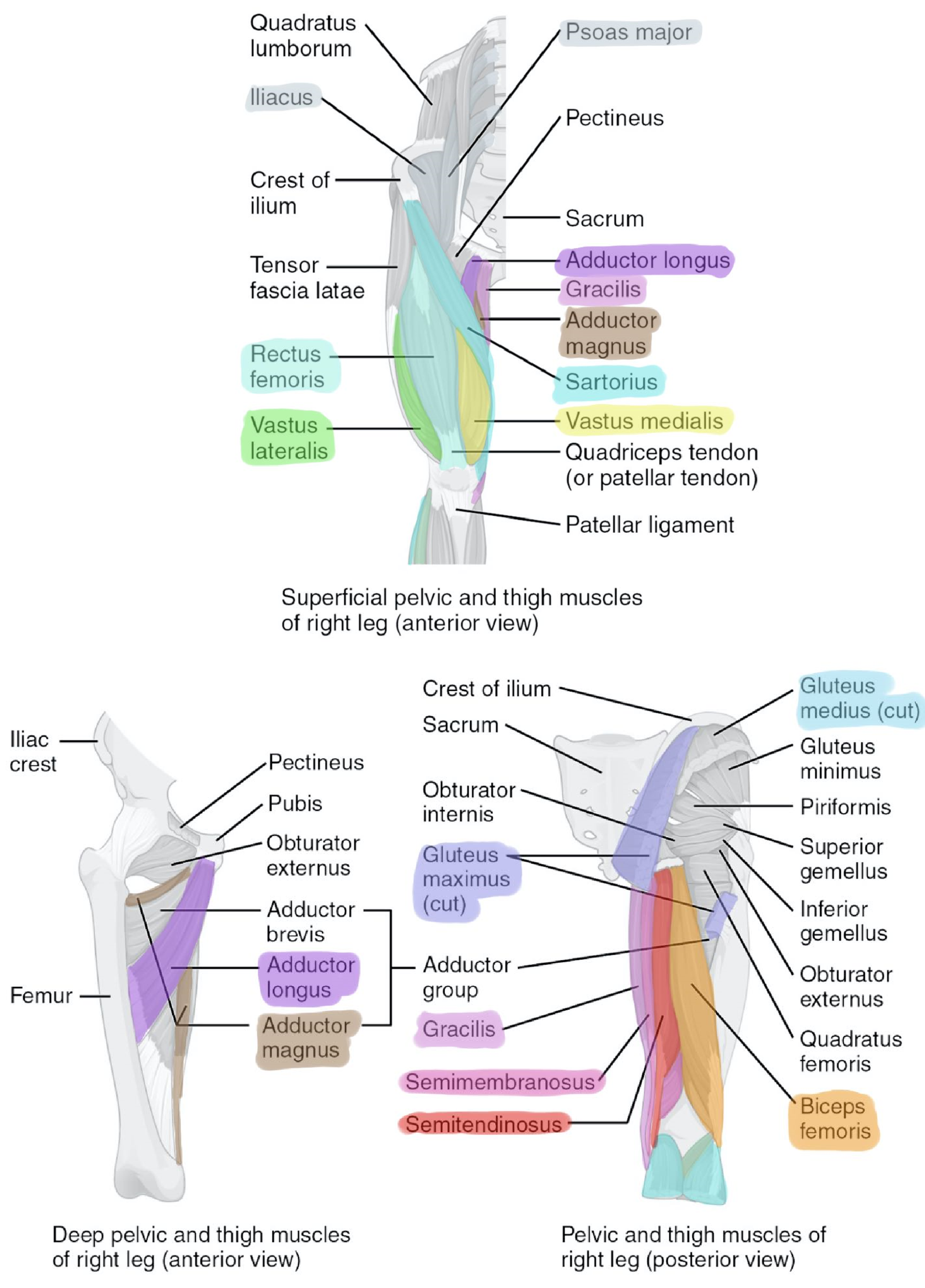 Muscles of the hip and thigh showing the superficial anterior (top), deep pelvic, anterior view (bottom, left) and posterior (bottom, right) views.