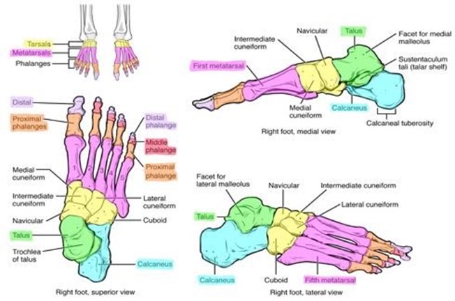 Bone markings of the foot and ankle.