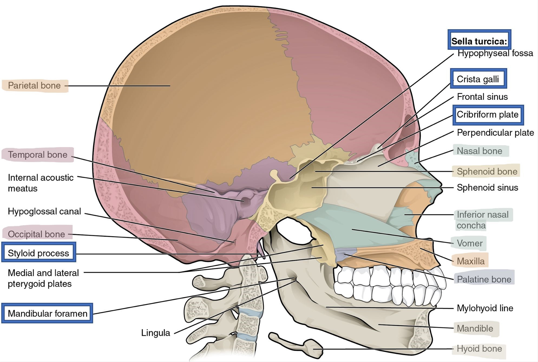 Lateral view of the skull through the midsagittal plane.