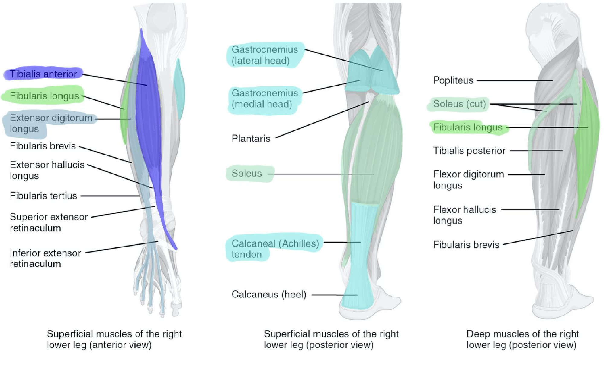 Muscles of the lower leg. Superior muscles, anterior view (left), superior muscles, posterior view (middle) and deep muscles, posterior view (right).