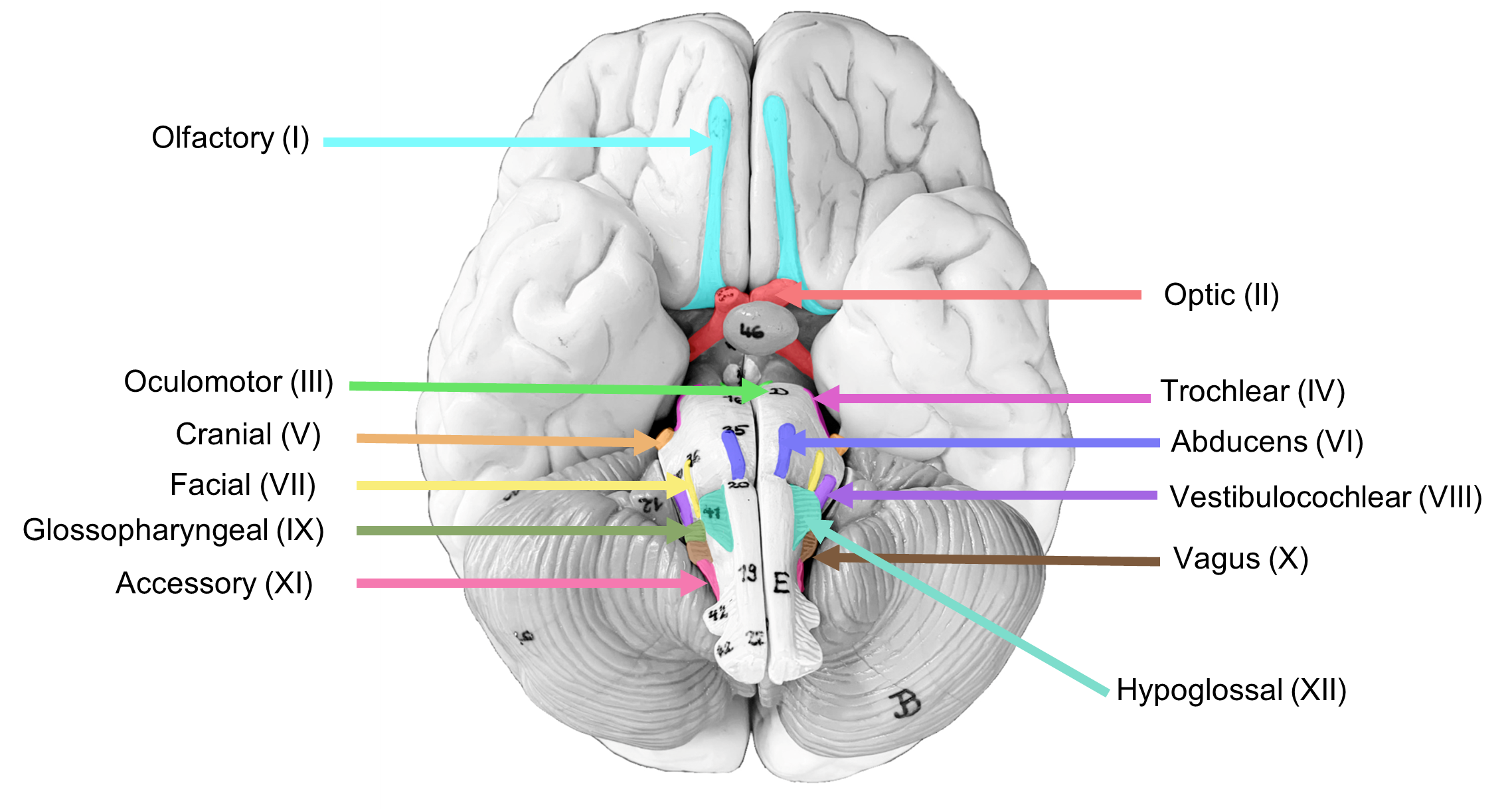 Cranial nerves on the inferior view of the brain.