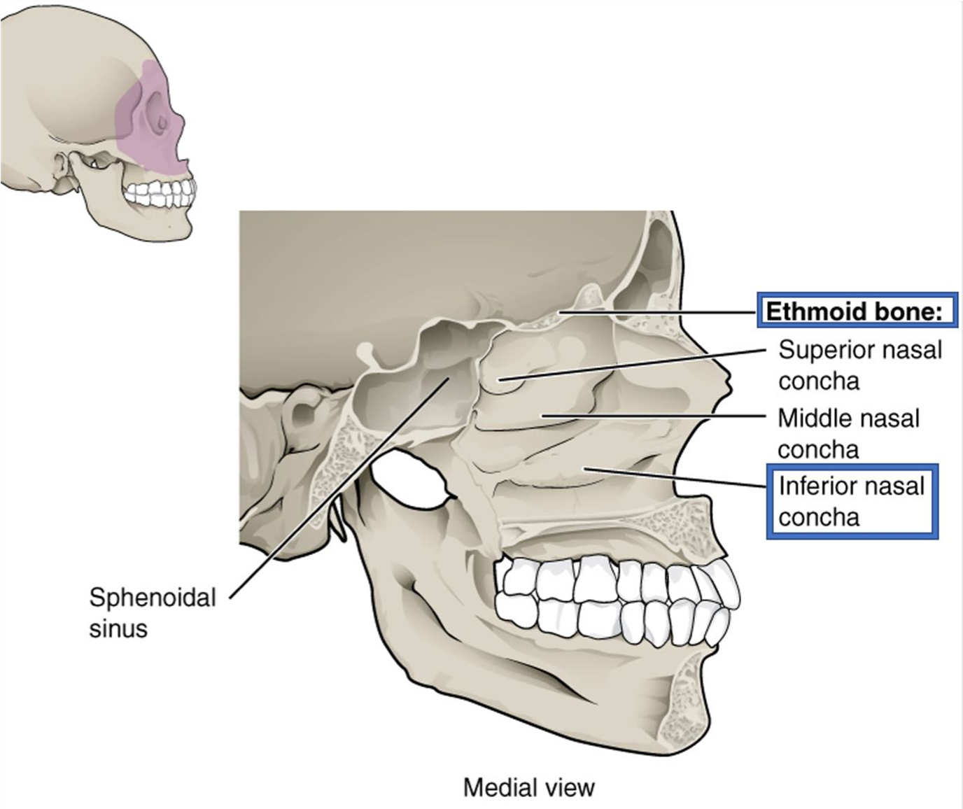 Medial view of the skull showing the inferior nasal conchae.