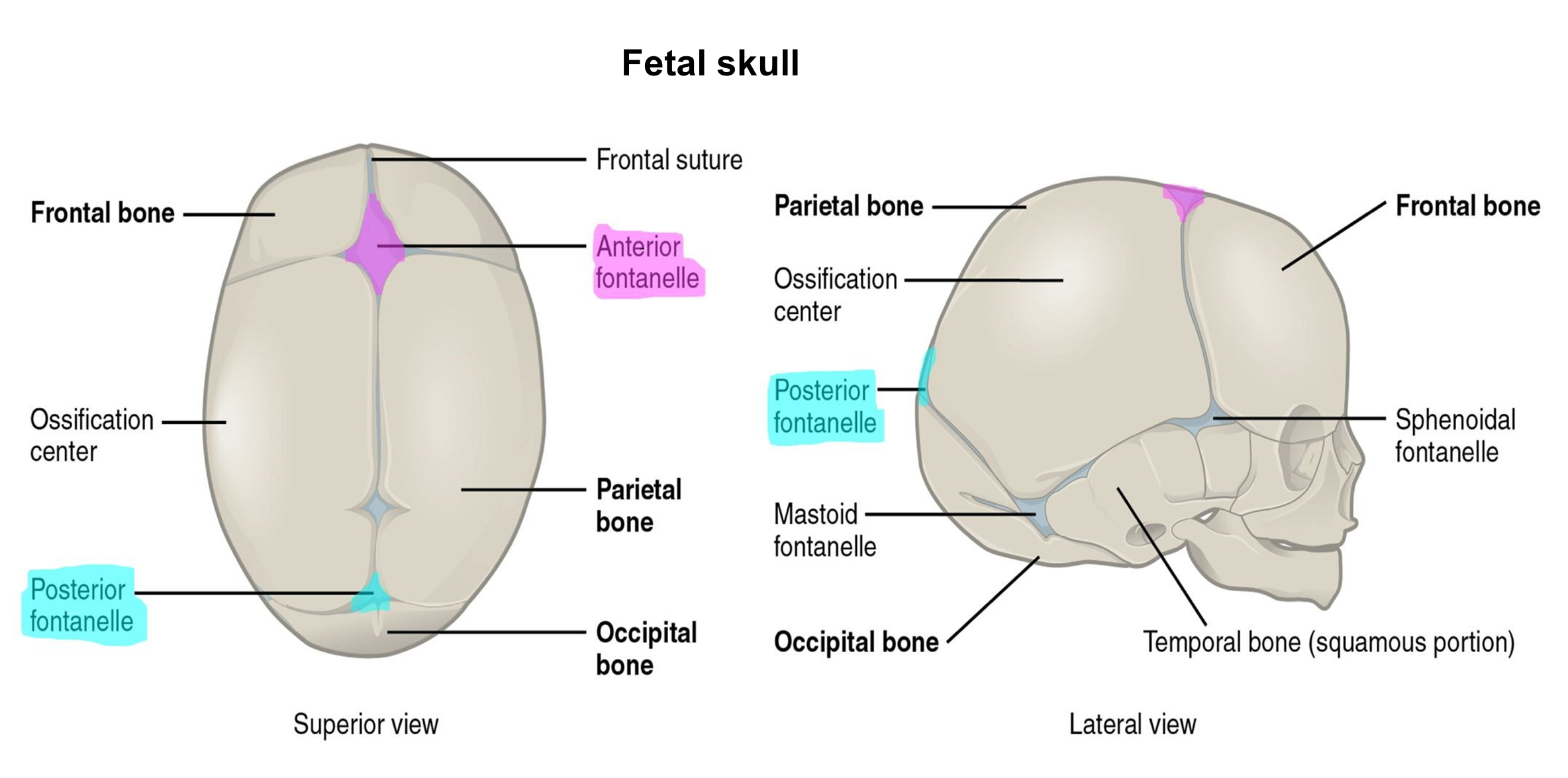 Superior (left) and lateral (right) views of the fetal skull.