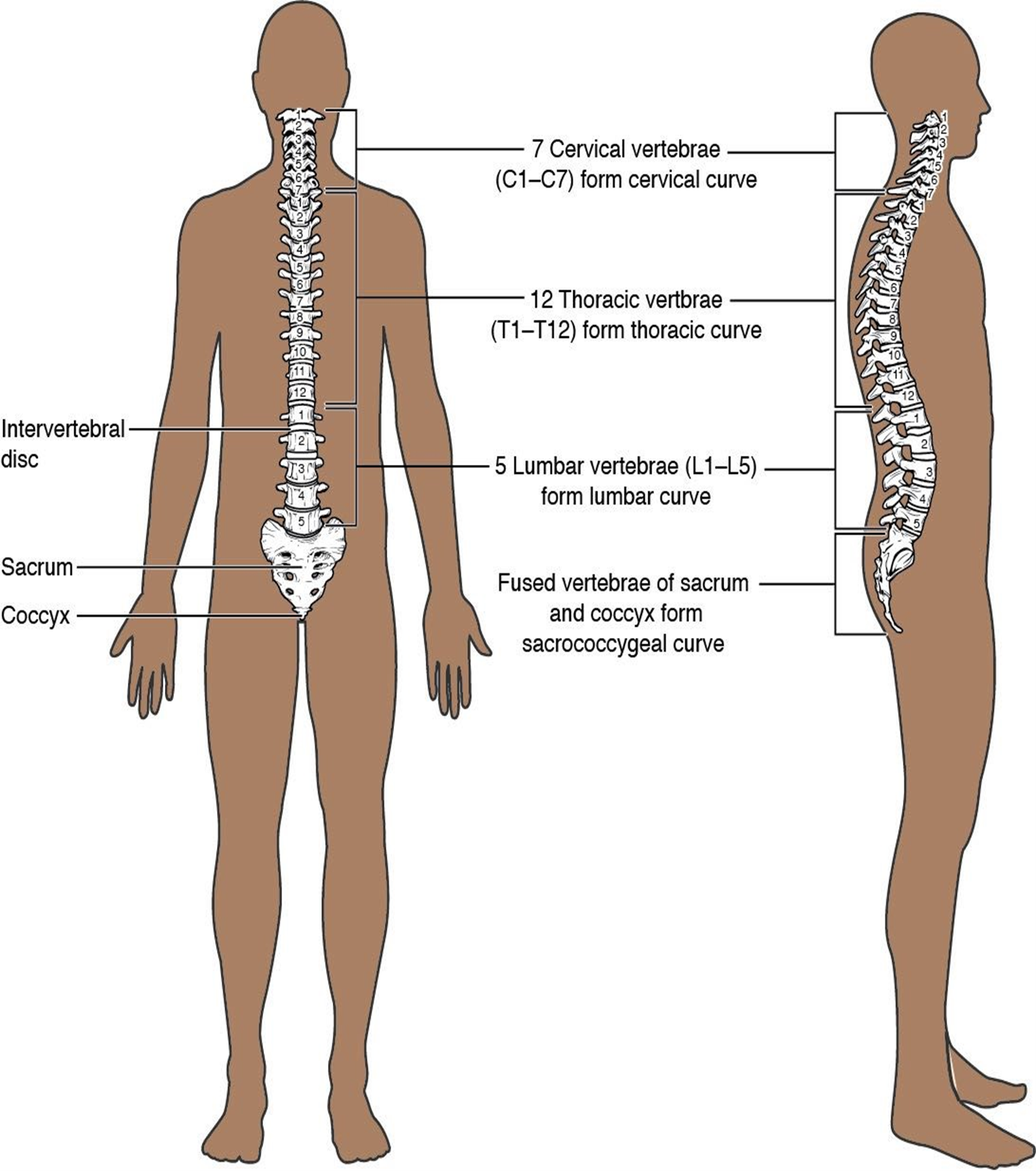 Anterior and lateral view of the spine.