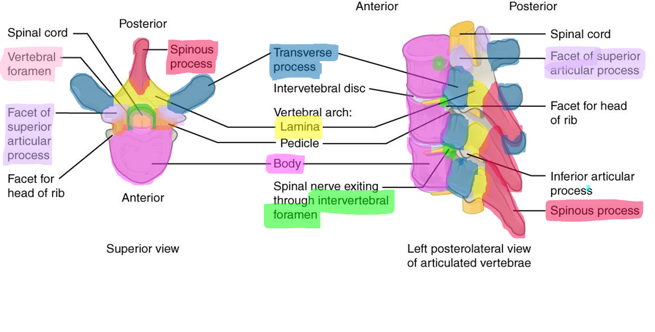 Markings and articulations of the vertebrae from a superior (left) and transverse (right) view.