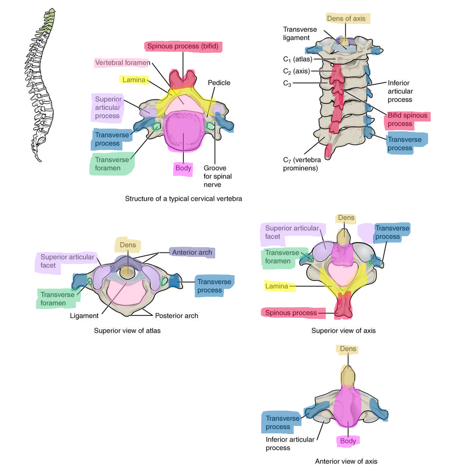 Marking and articulations of the cervical vertebrae.