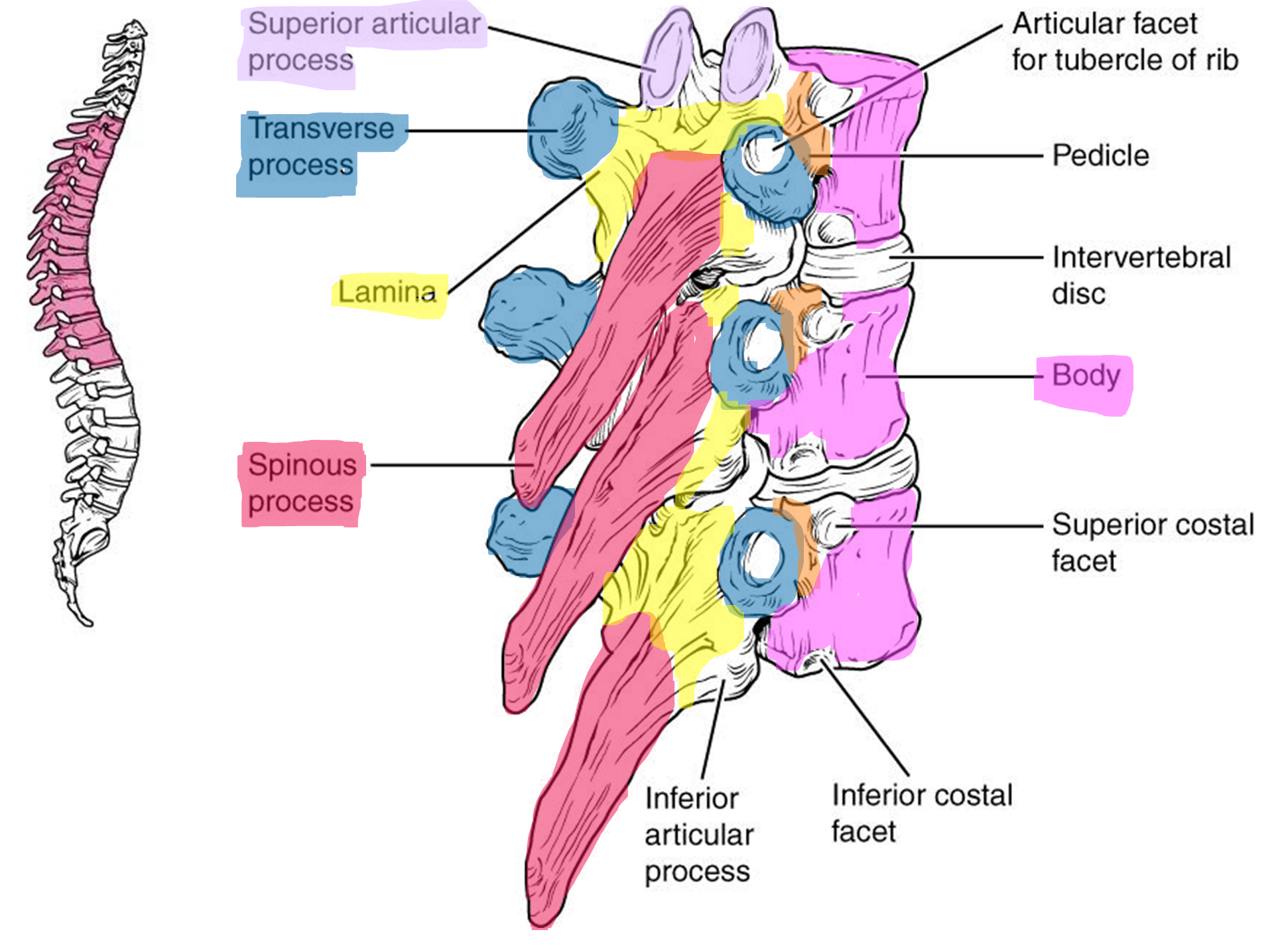 Markings and articulations of the thoracic vertebrae.