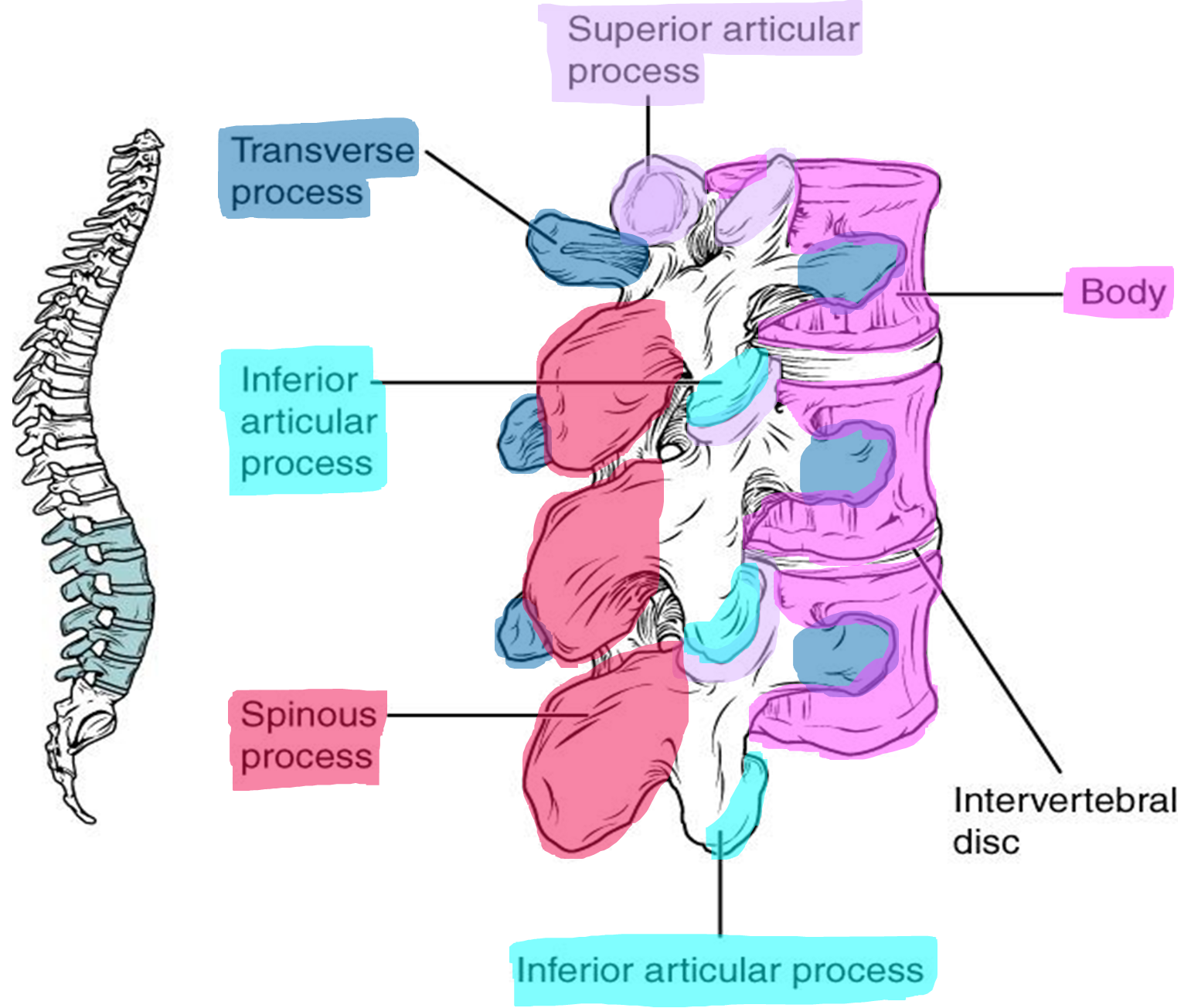 Markings and articulations of the lumbar vertebrae.