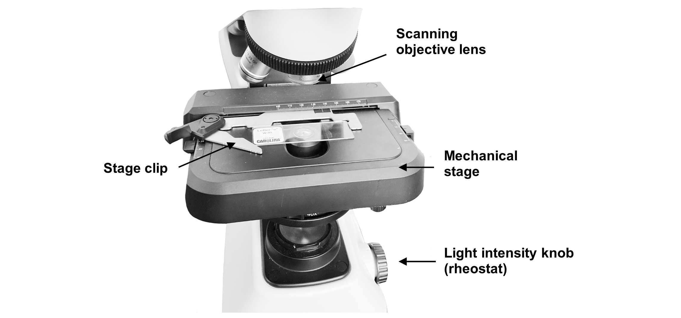 Image of the microscope with the correct placement of a slide on the stage.