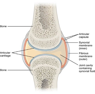 Example of a diarthrotic joint, illustrating parts of the synovial cavity