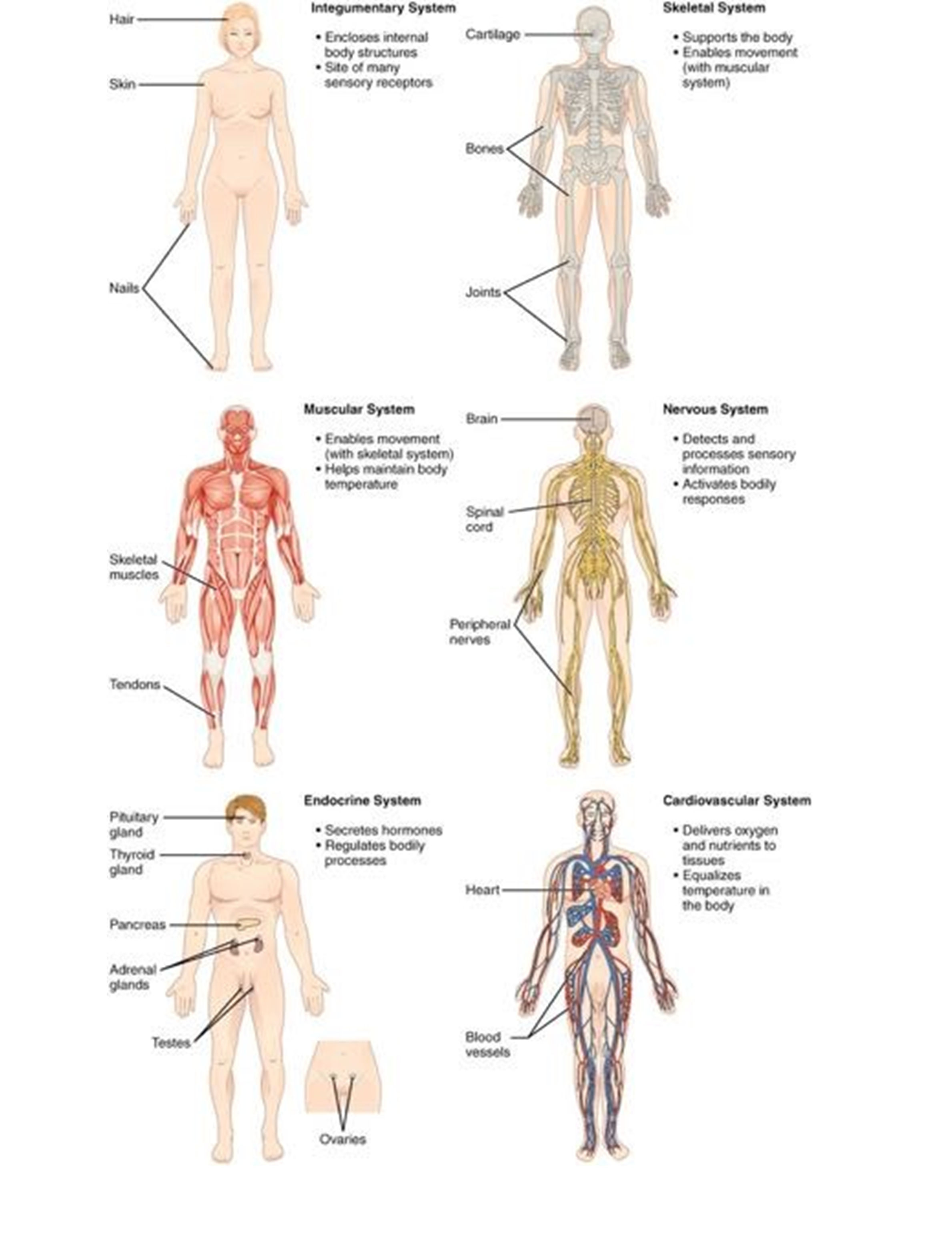 Organs and organ systems of the human body.