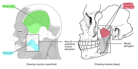 The superficial (left) and deep (right) muscles involved in chewing.