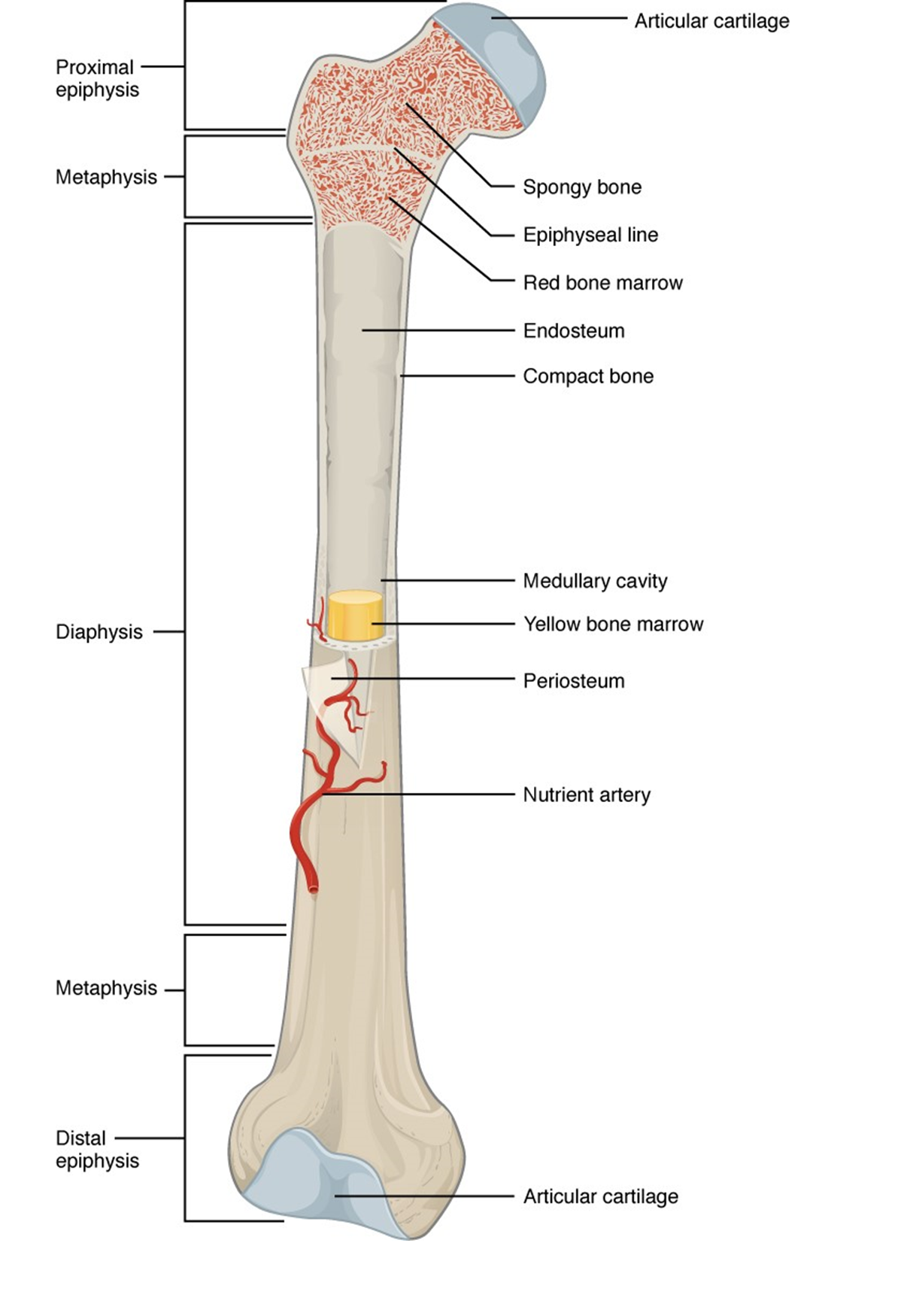 Diagram of the anatomy of a long bone.