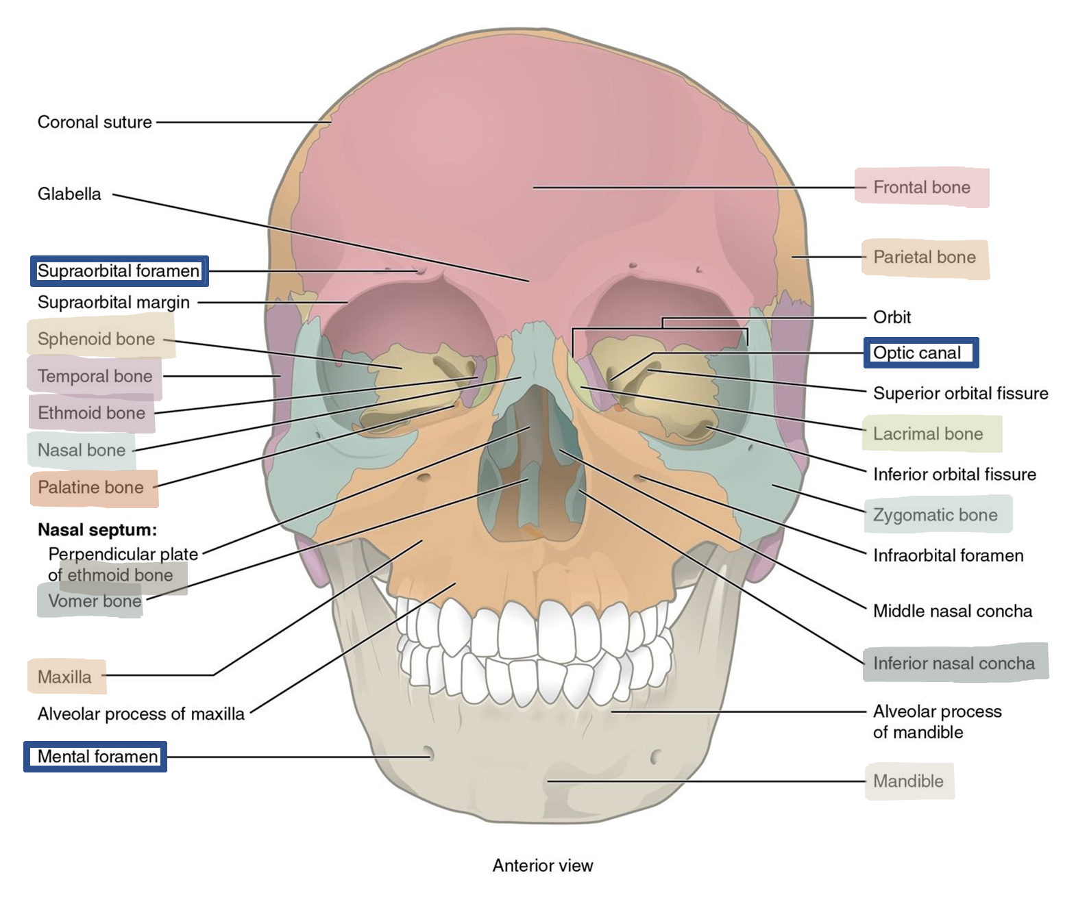 Anterior view of the skull.