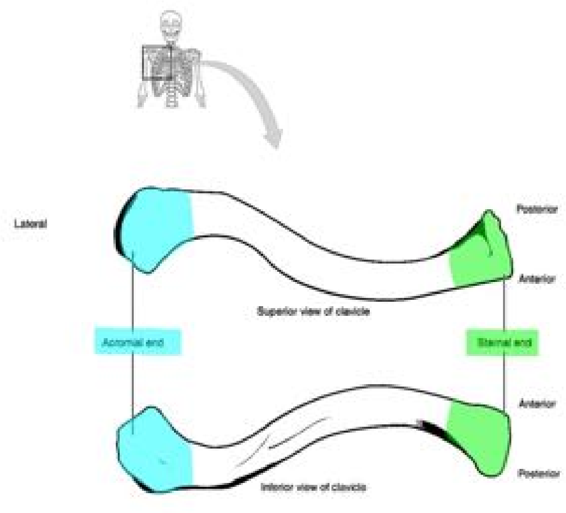 Bone markings of the clavicle.